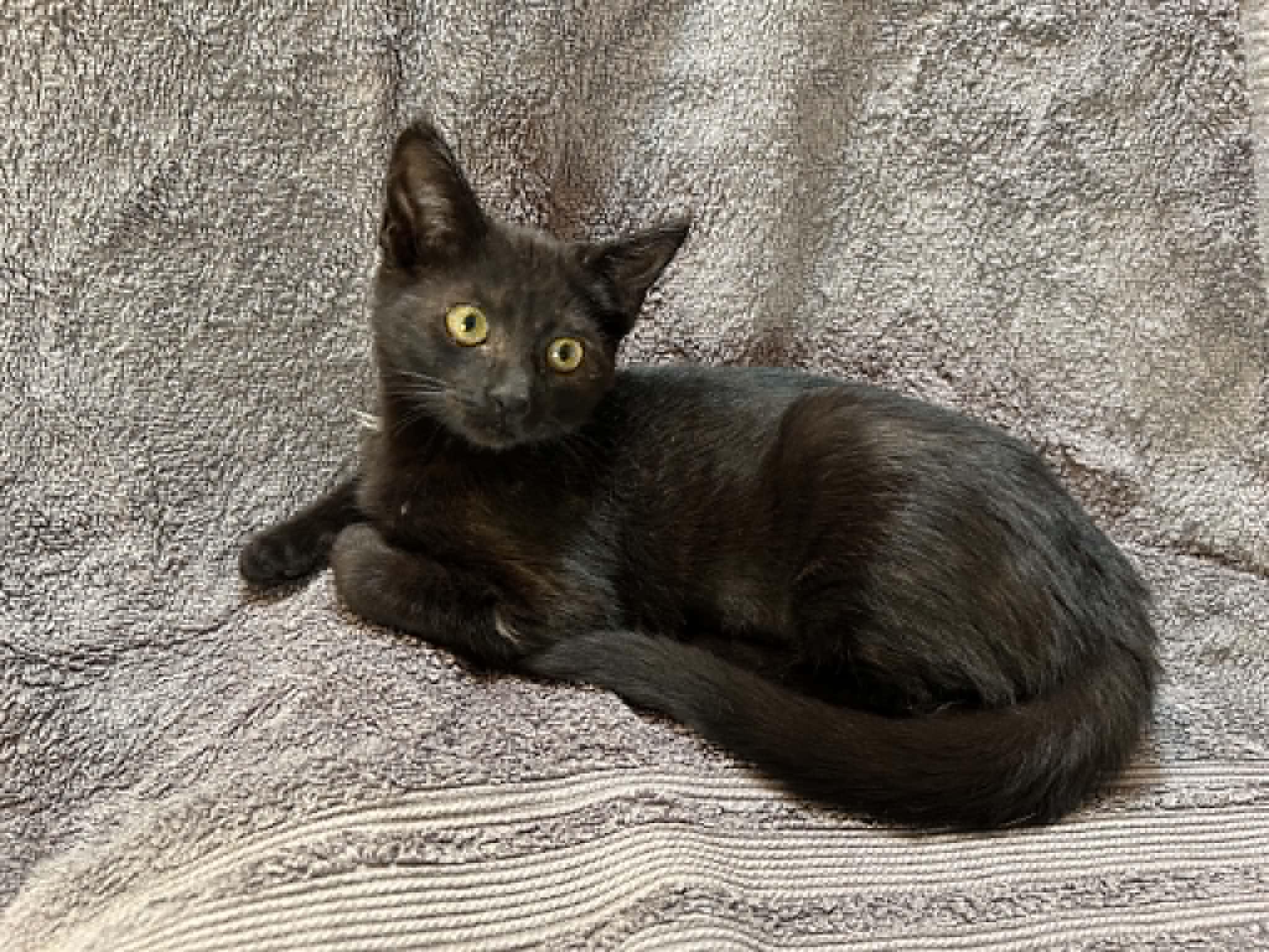 Roca, an adopted Domestic Short Hair in Portland, OR image 3/3