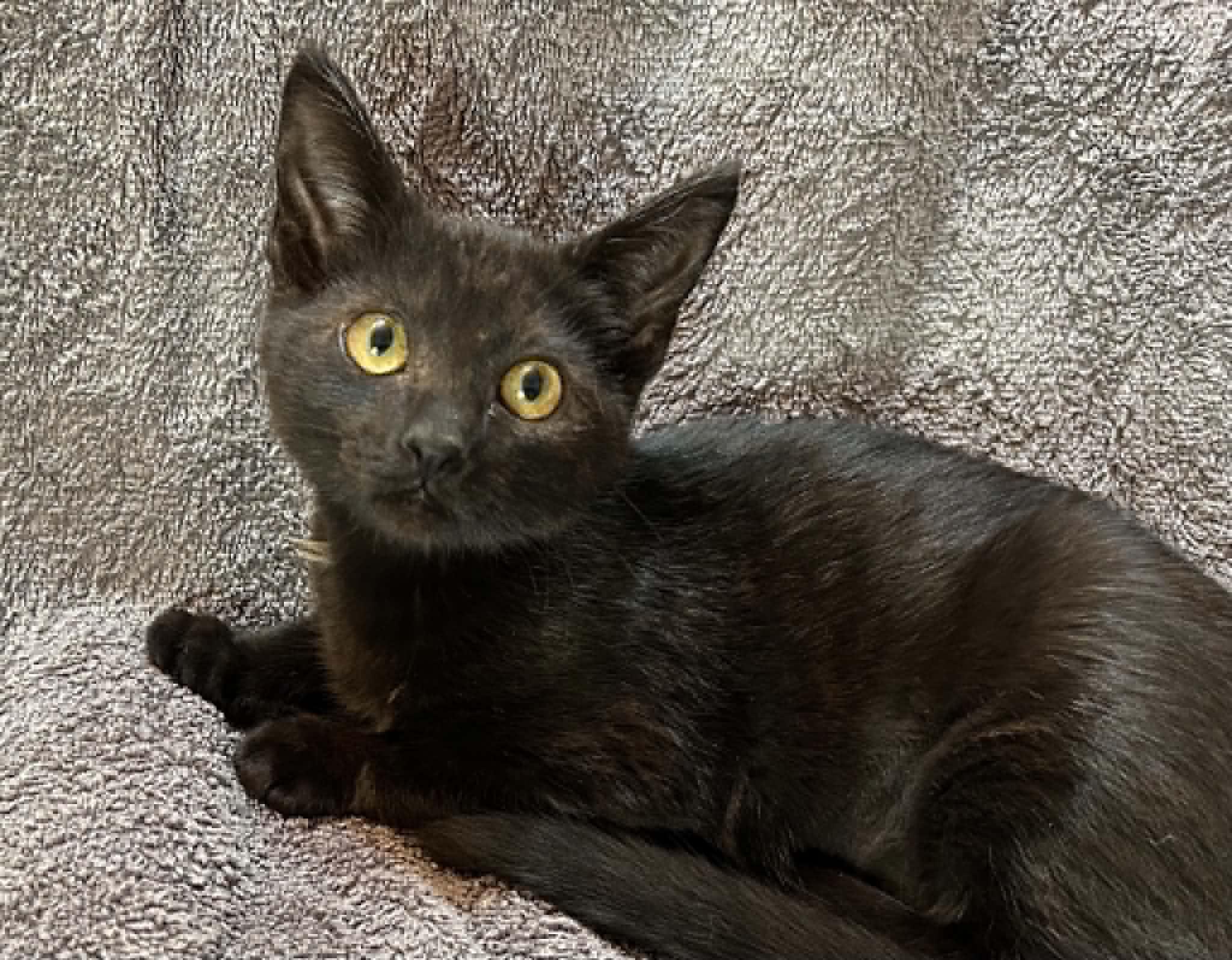 Roca, an adopted Domestic Short Hair in Portland, OR image 2/3