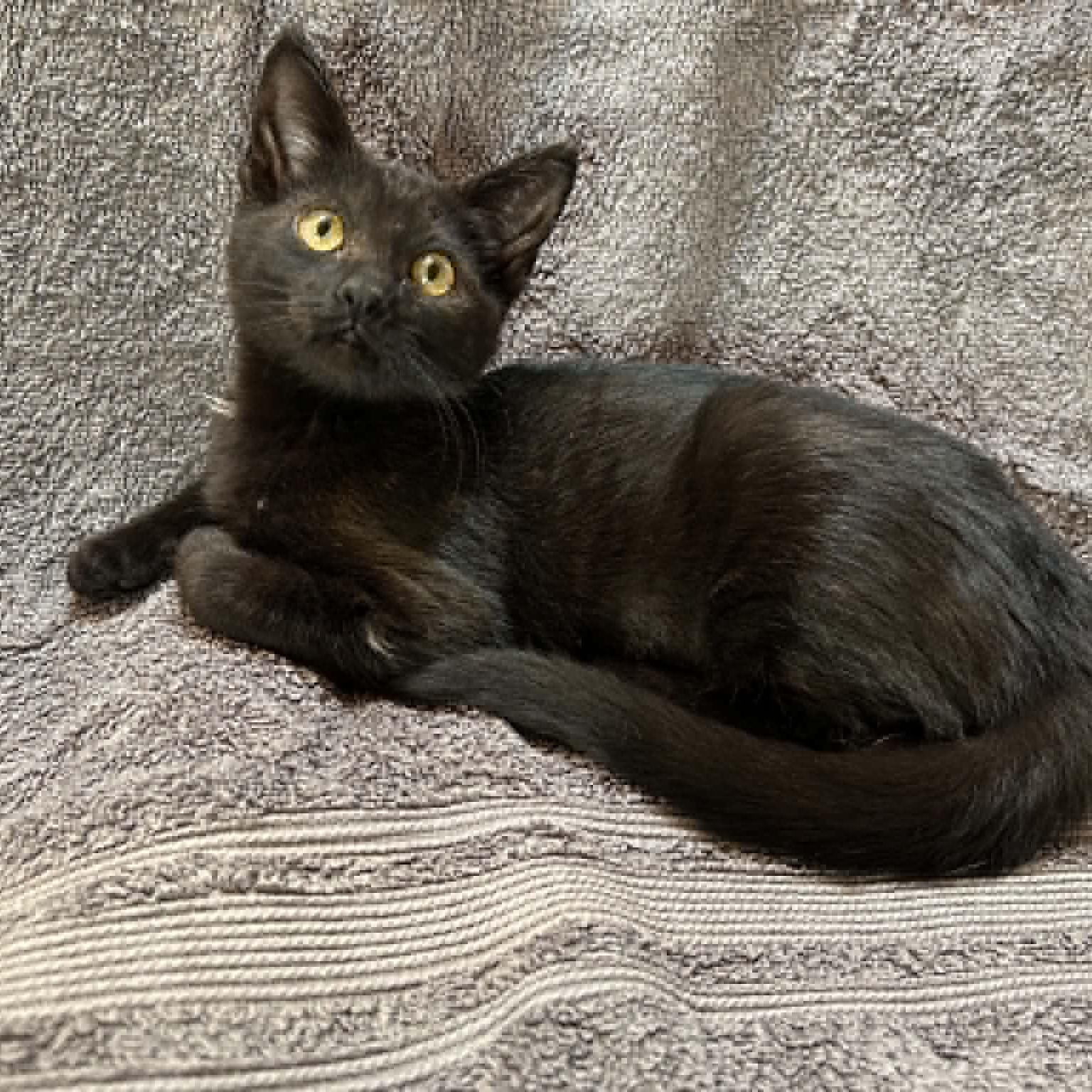 Roca, an adopted Domestic Short Hair in Portland, OR image 1/3