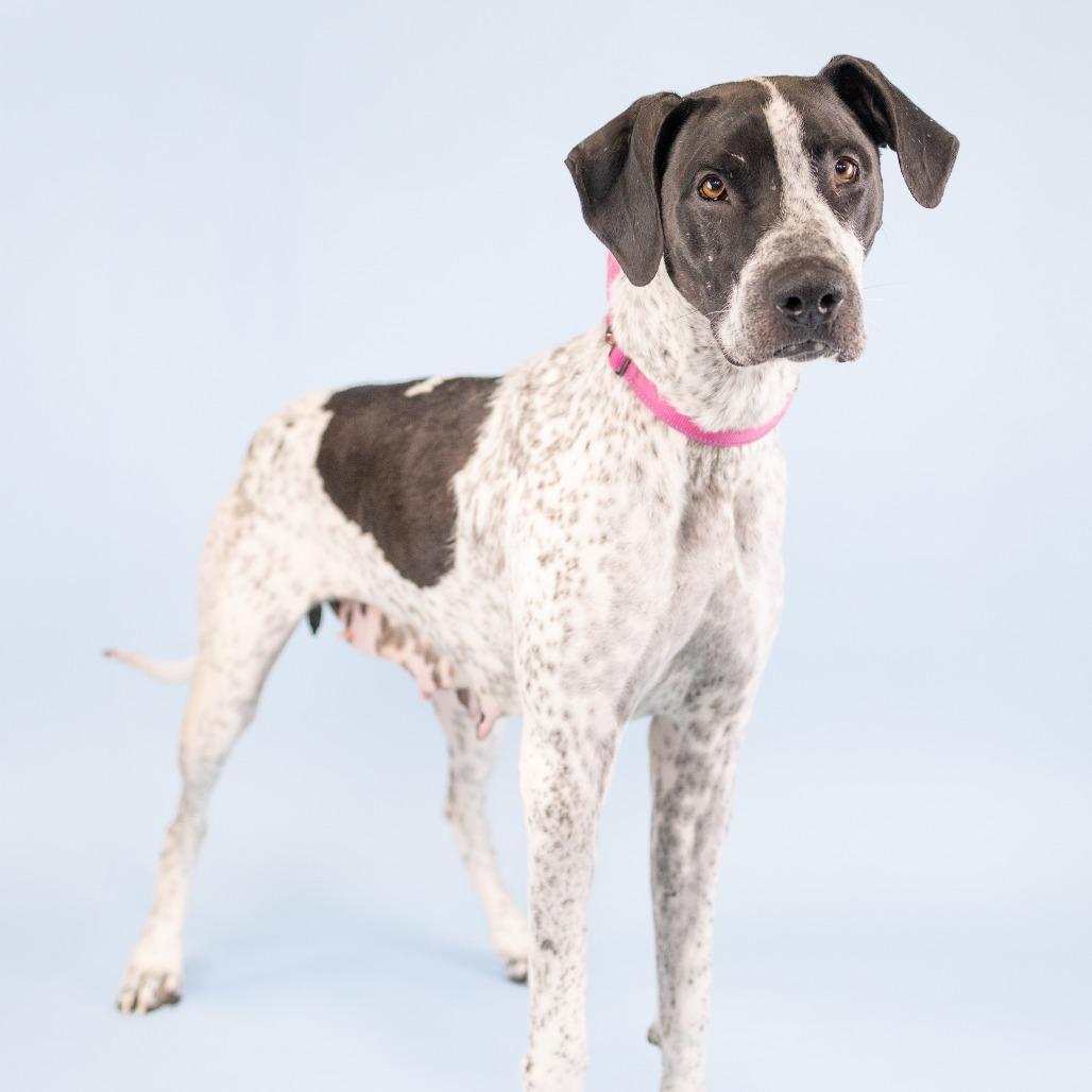 Enlarge Molly, a Adoptable Mixed Breed in Portland, OR image 1/2