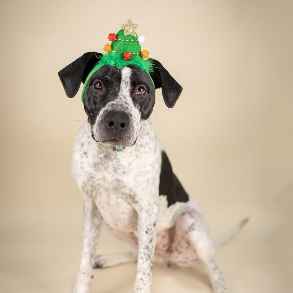 Enlarge Molly, a Adoptable Mixed Breed in Portland, OR image 1/1