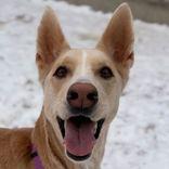 Talia, ADOPTABLE, Adult Female Siberian Husky.