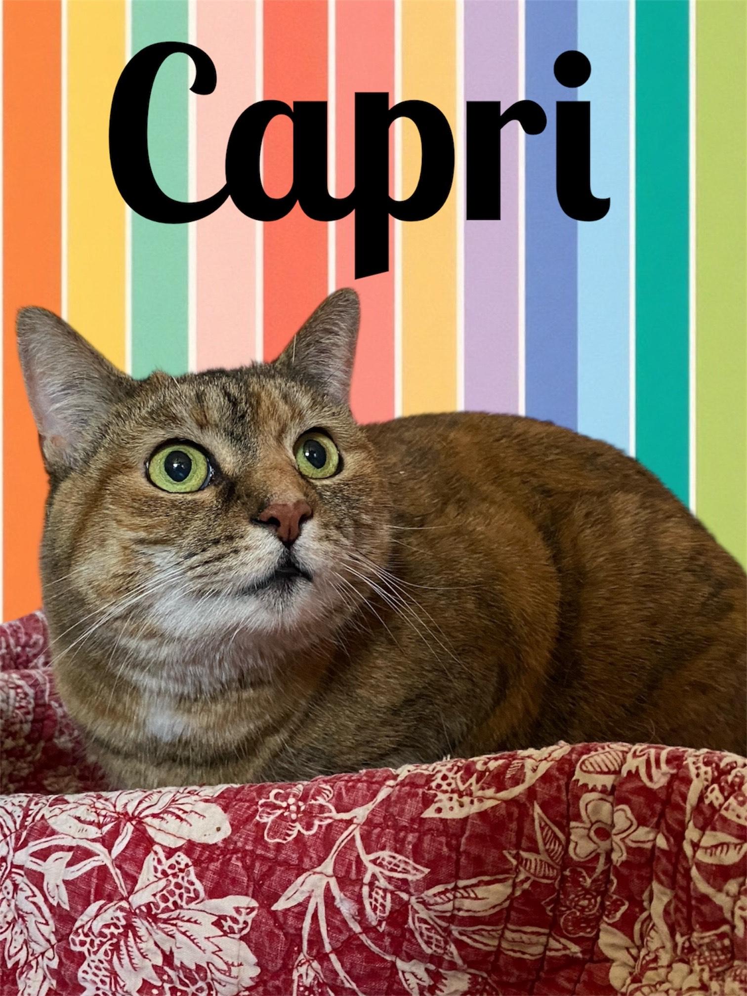 Lilac and Capri