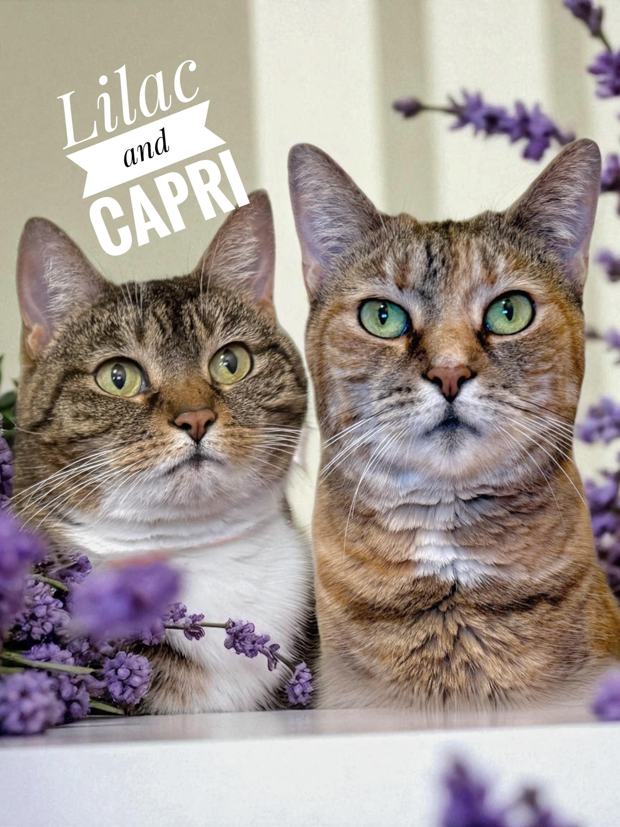 Lilac and Capri