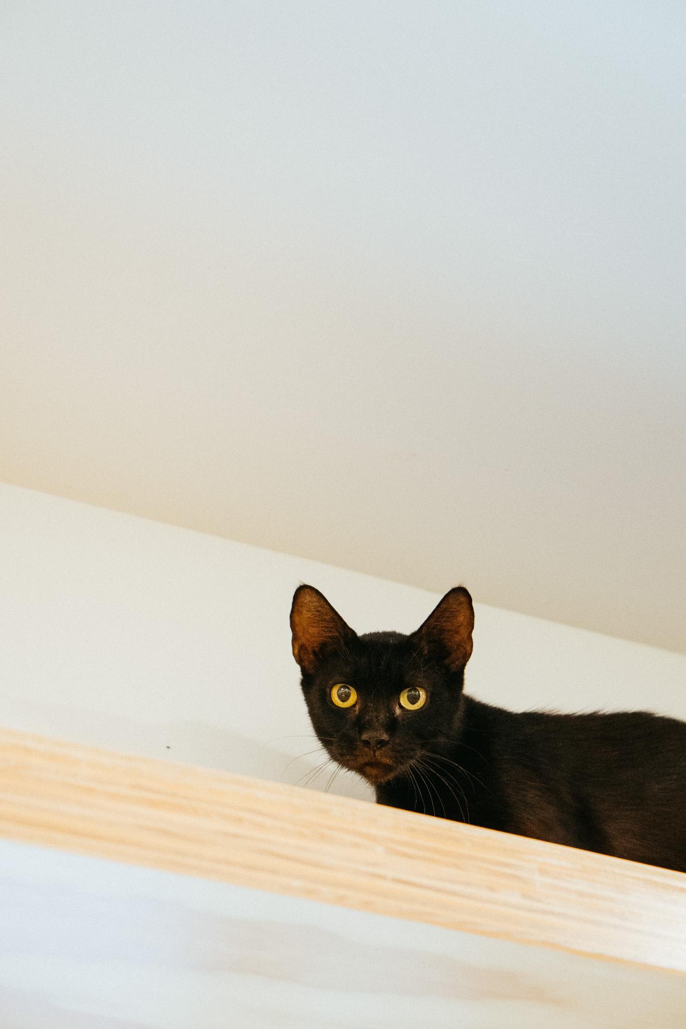 Onyx, Adult Female unknown