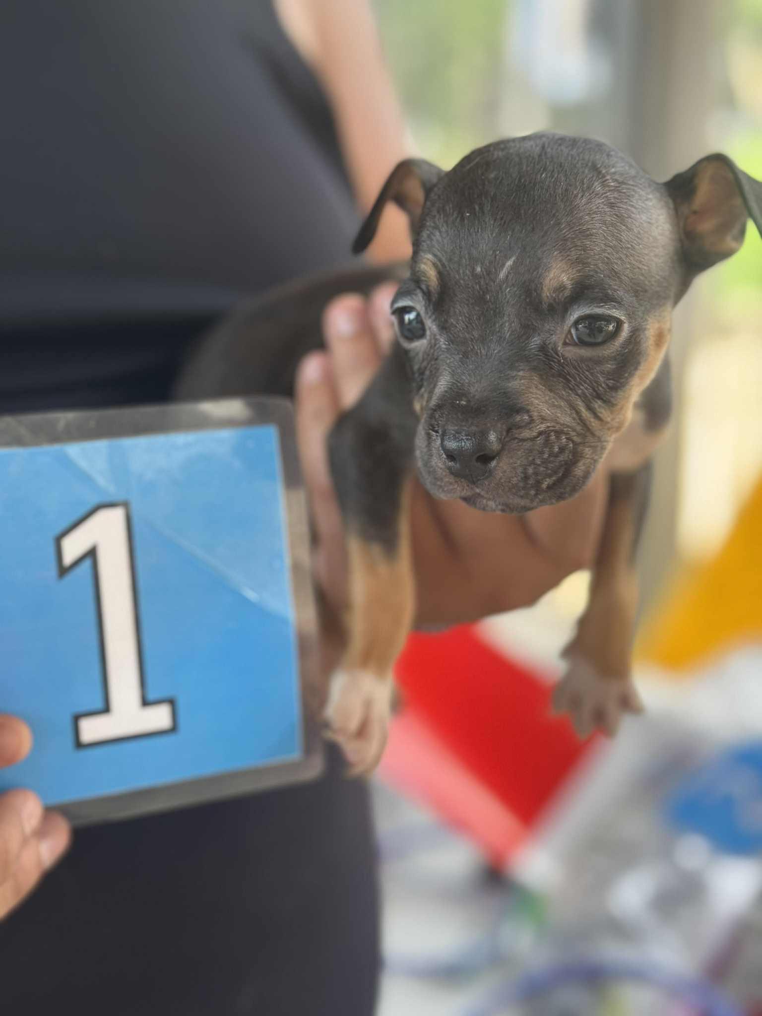 Dola, Baby Female Boston Terrier