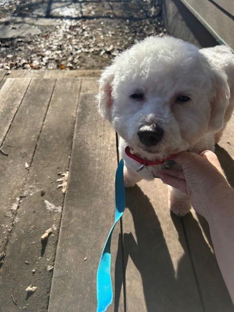 Enlarge Lainey D6162, a Adoptable Bichon Frise in minneapolis, MN image 1/3