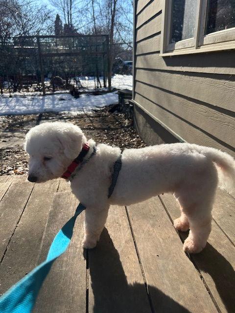 Enlarge Lainey D6162, a Adoptable Bichon Frise in minneapolis, MN image 2/3