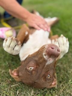 Arti, a ADOPTABLE mixed breed in Reedsport, OR image 2/6
