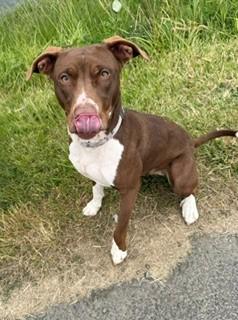 Arti, a ADOPTABLE mixed breed in Reedsport, OR image 4/6