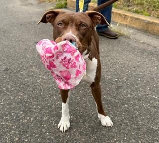 Arti, ADOPTABLE, Young Female Rhodesian Ridgeback & Pit Bull Terrier.