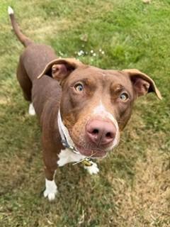 Arti, a ADOPTABLE mixed breed in Reedsport, OR image 5/6