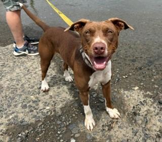 Enlarge Arti, a ADOPTABLE mixed breed in Reedsport, OR image 4/6