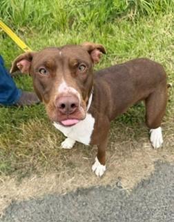 Arti, a ADOPTABLE mixed breed in Reedsport, OR image 3/6