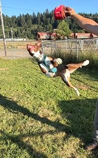 Enlarge Arti, a ADOPTABLE mixed breed in Reedsport, OR image 5/6