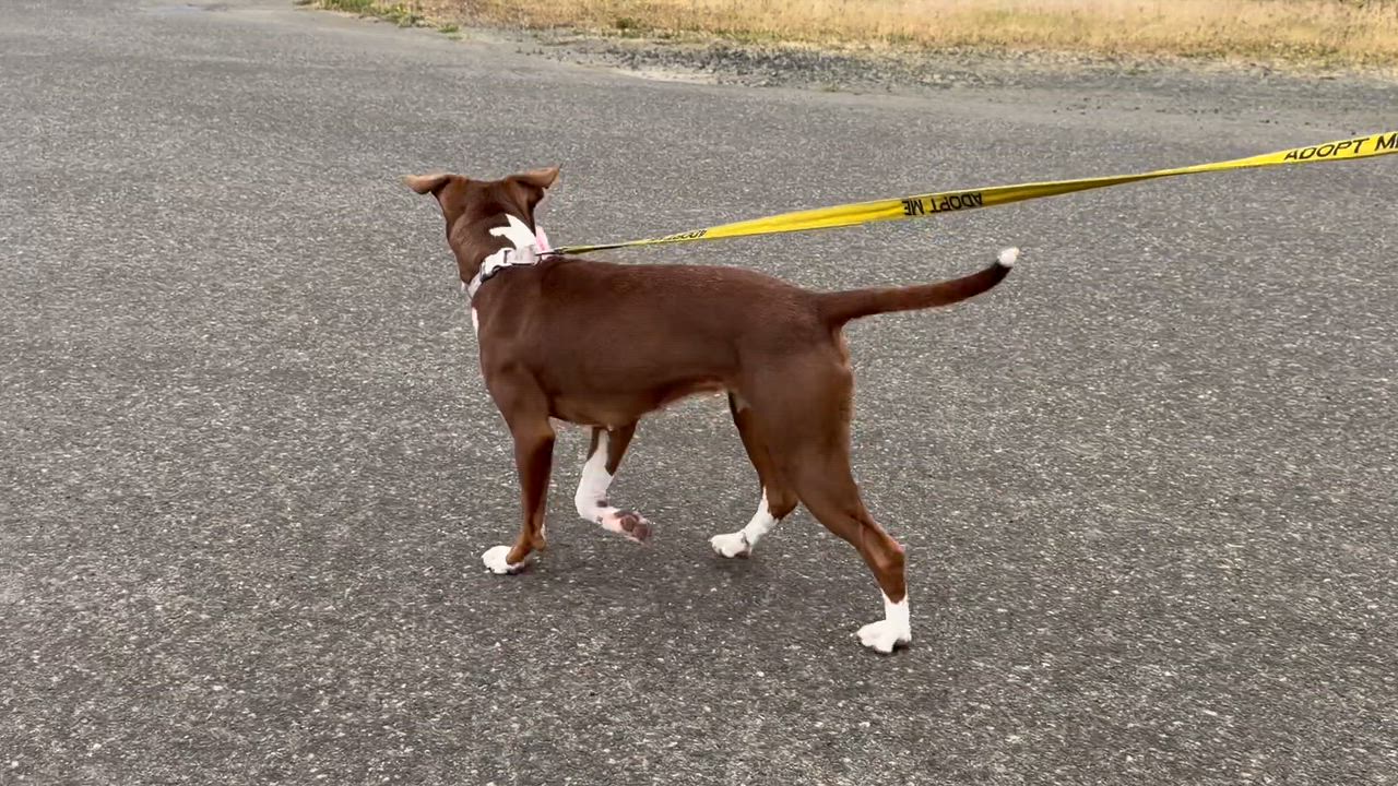 Enlarge Arti, a ADOPTABLE mixed breed in Reedsport, OR video 6/6