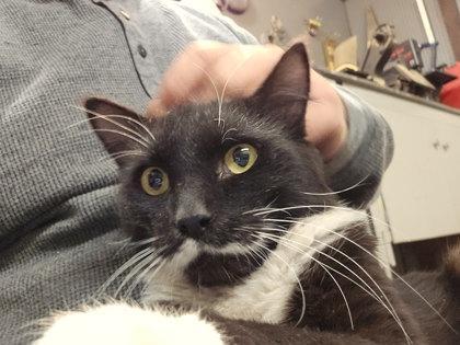 Mustacheo, Adoptable, Adult Male Domestic Short Hair & Domestic Short Hair.