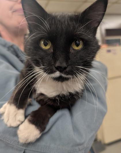 Enlarge Mustacheo, a Adoptable mixed breed in Berwick, PA image 1/3