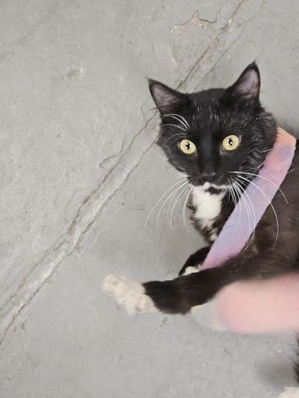 Enlarge Mustacheo, a Adoptable mixed breed in Berwick, PA image 2/3