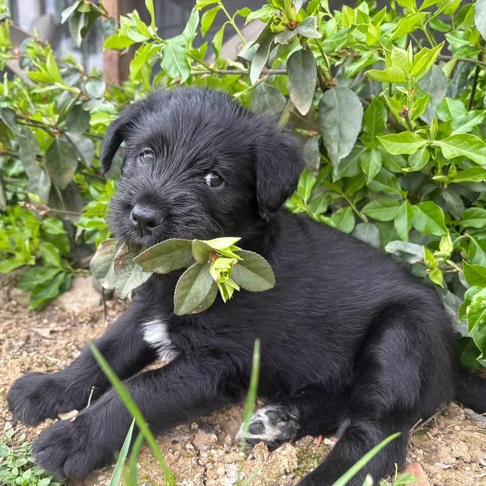 Carlile, a Adoptable mixed breed in Louisville, KY image 2/6