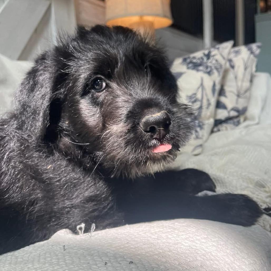 Carlile, a Adoptable mixed breed in Louisville, KY image 4/6