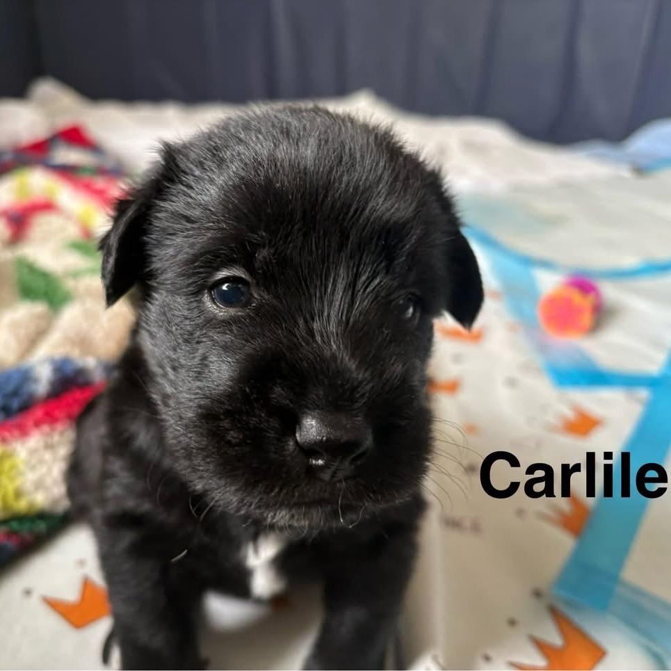 Carlile, a Adoptable mixed breed in Louisville, KY image 5/6