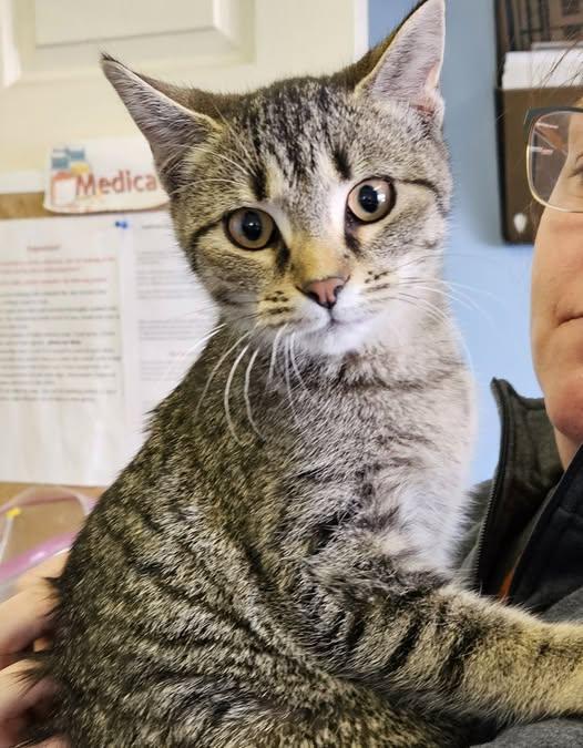 Enlarge Bridget, a ADOPTABLE American Shorthair in Lawrenceburg, KY image 1/1