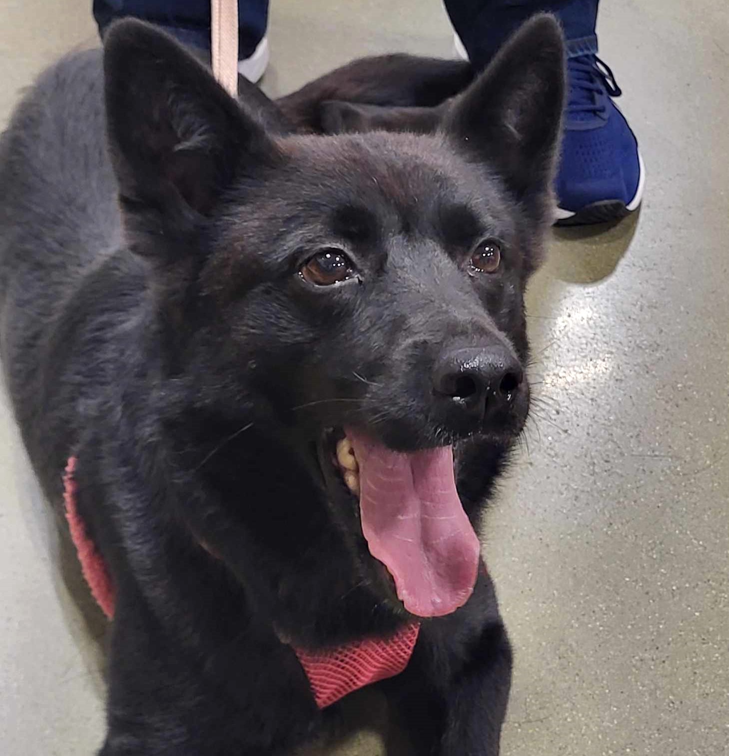 Enlarge Symone, a Adoptable Shepherd in Marion, NC image 1/6