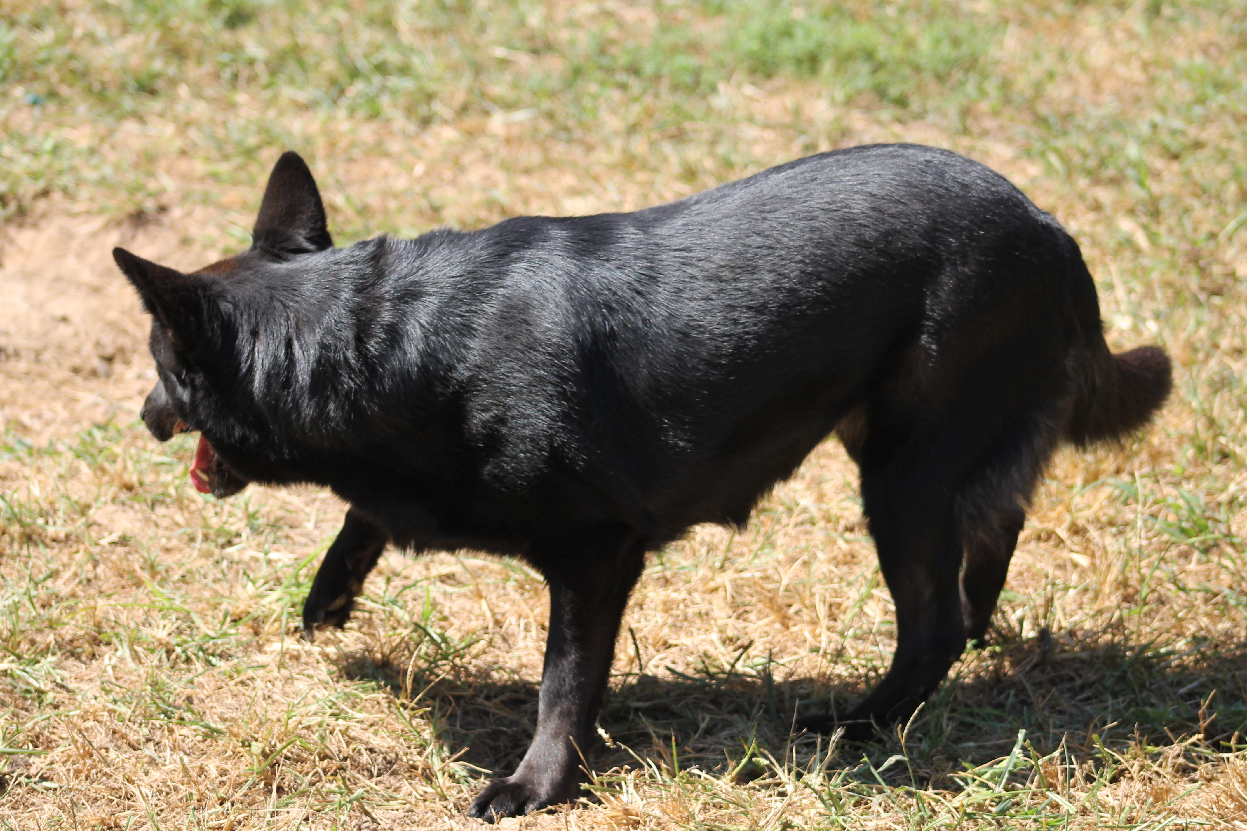 Enlarge Symone, a Adoptable Shepherd in Marion, NC image 2/6