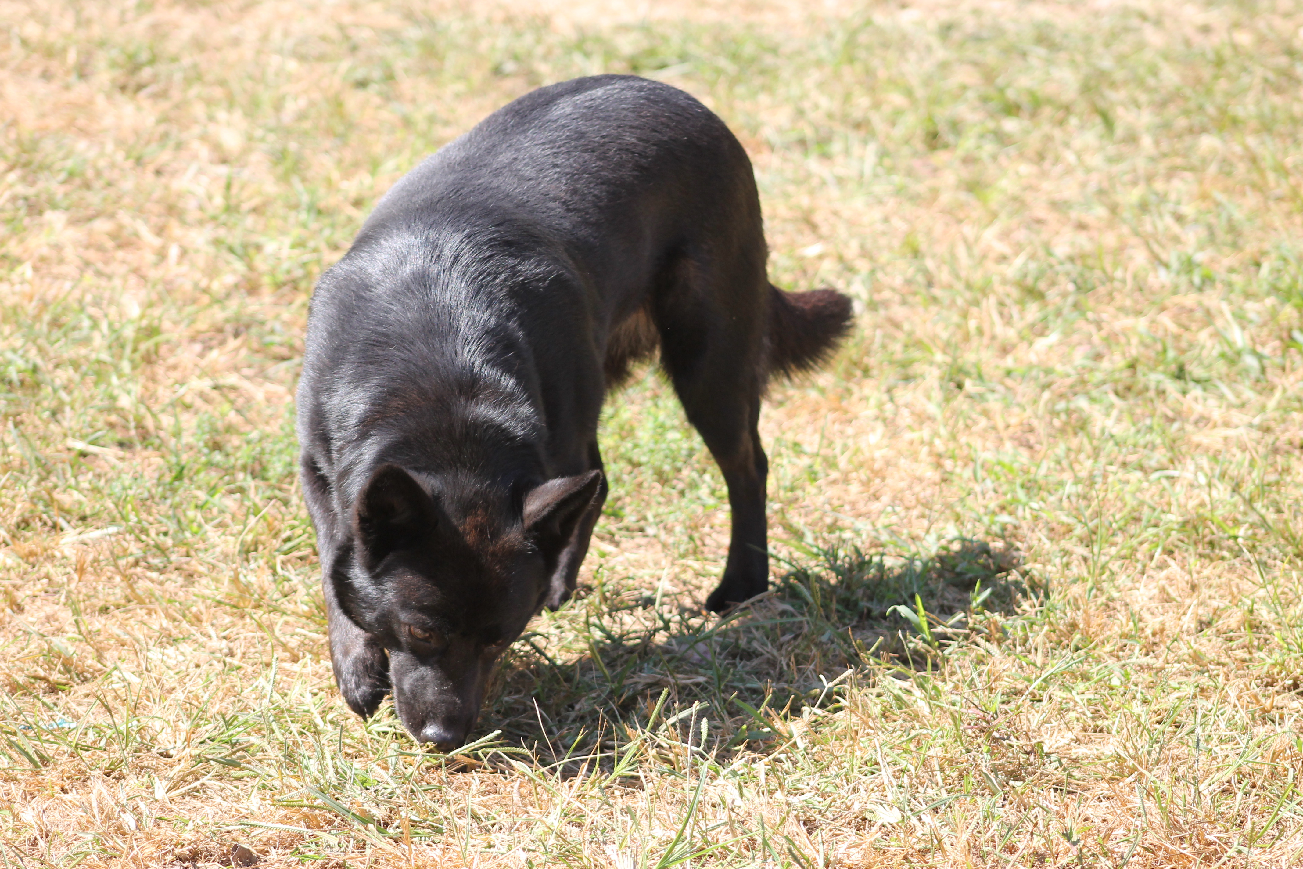 Enlarge Symone, a Adoptable Shepherd in Marion, NC image 3/6