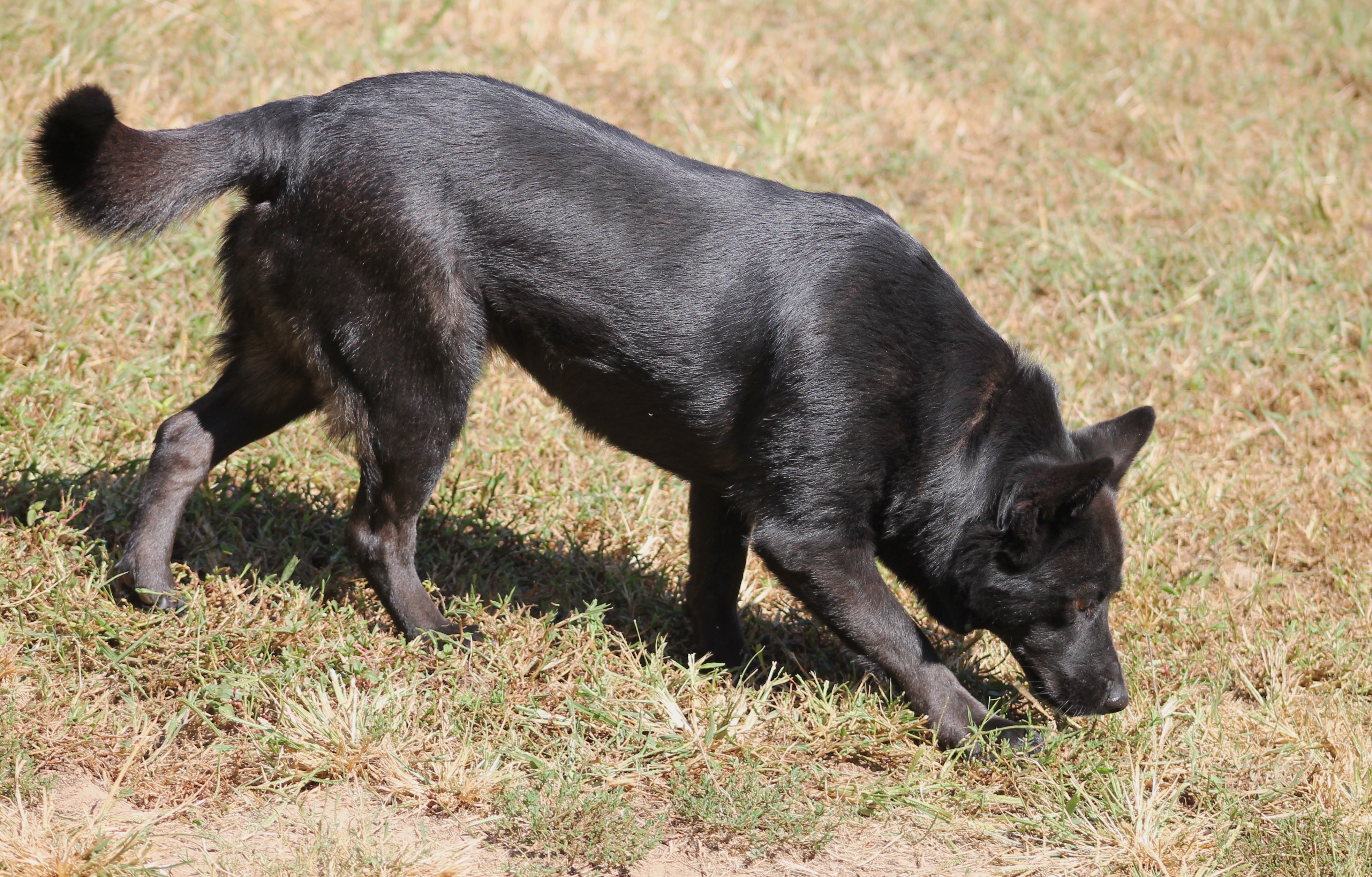 Enlarge Symone, a Adoptable Shepherd in Marion, NC image 4/6