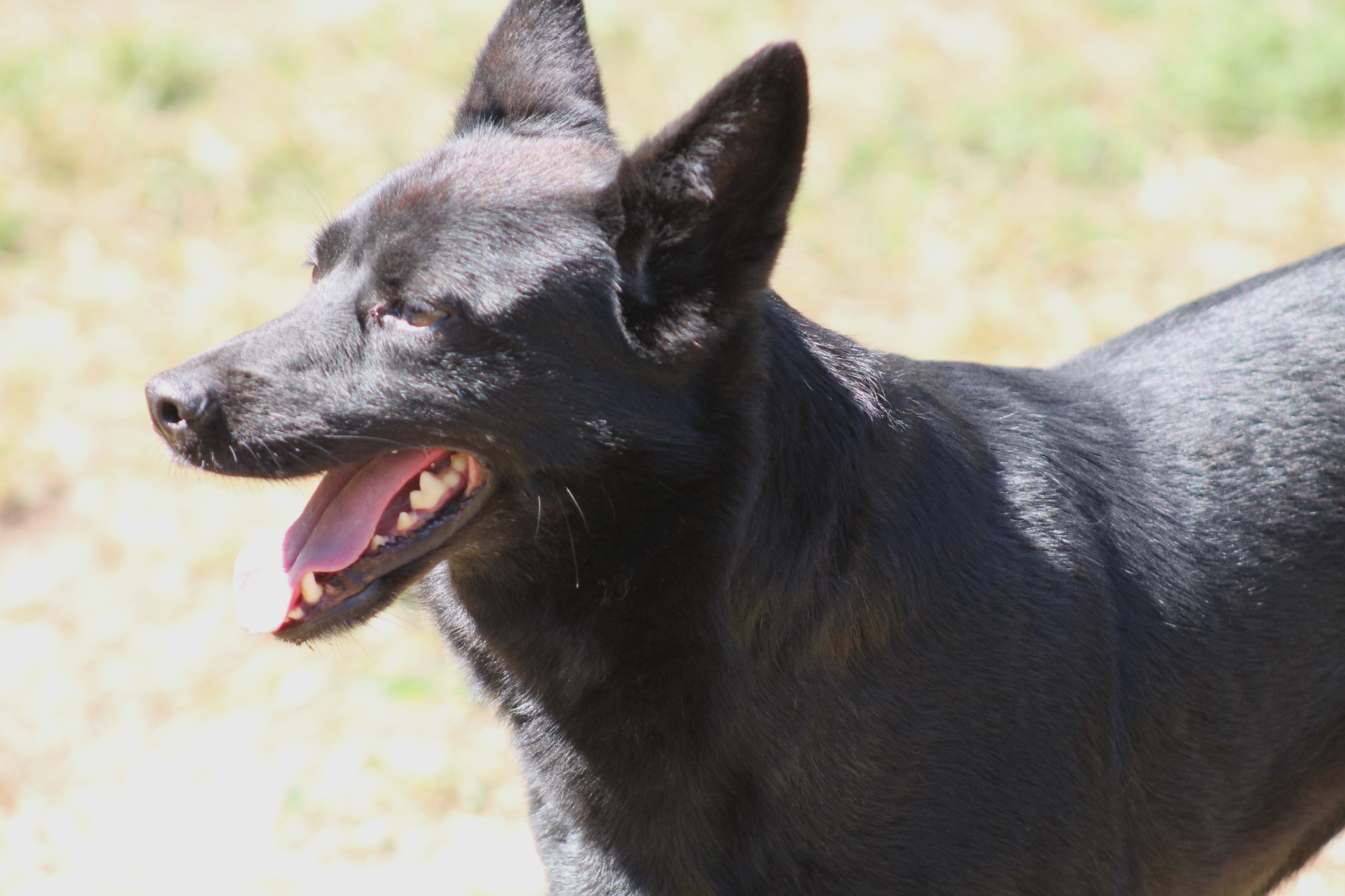Enlarge Symone, a Adoptable Shepherd in Marion, NC image 5/6