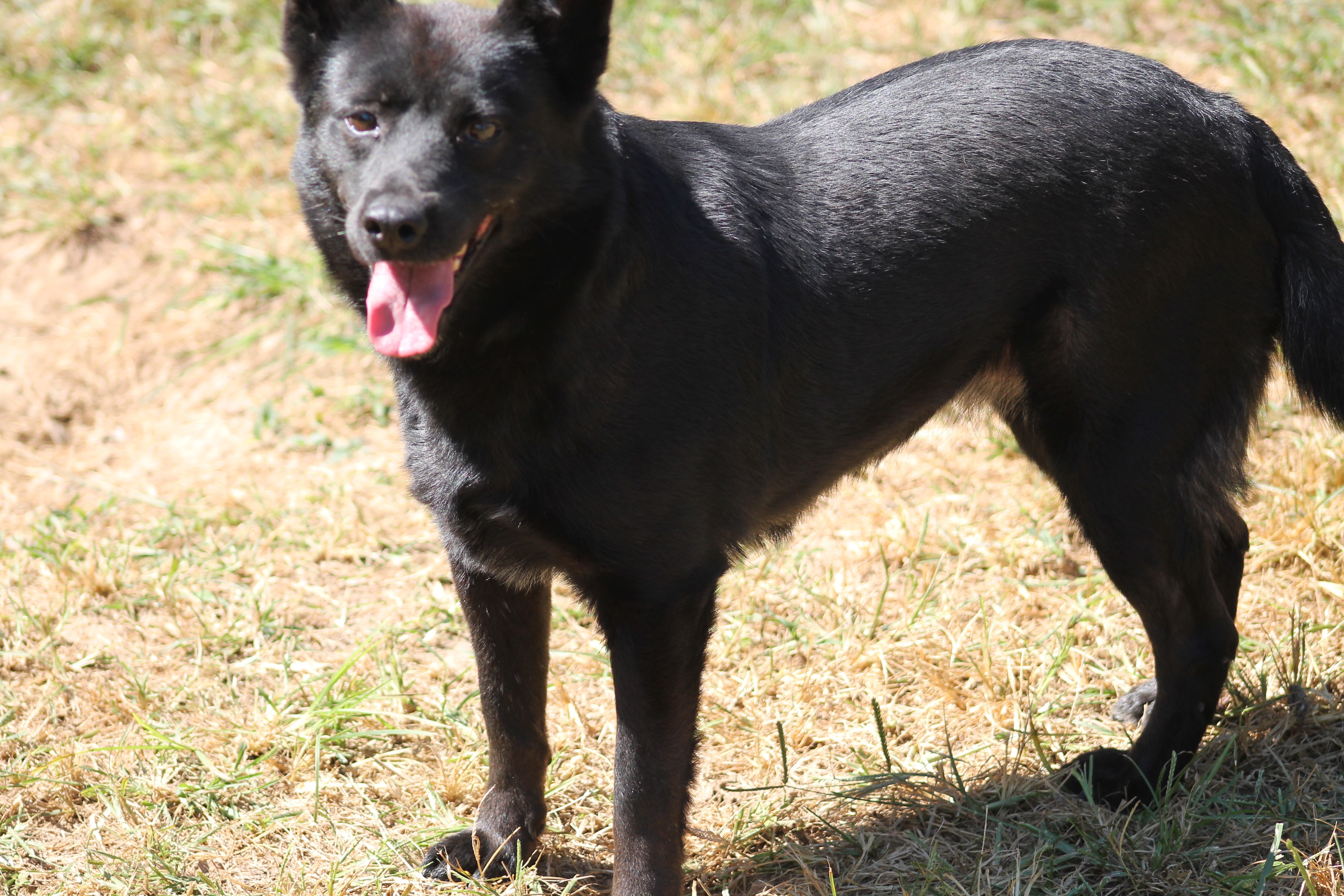 Enlarge Symone, a Adoptable Shepherd in Marion, NC image 6/6