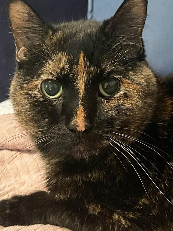 Enlarge Peugot, a ADOPTABLE mixed breed in Richardson, TX image 1/1