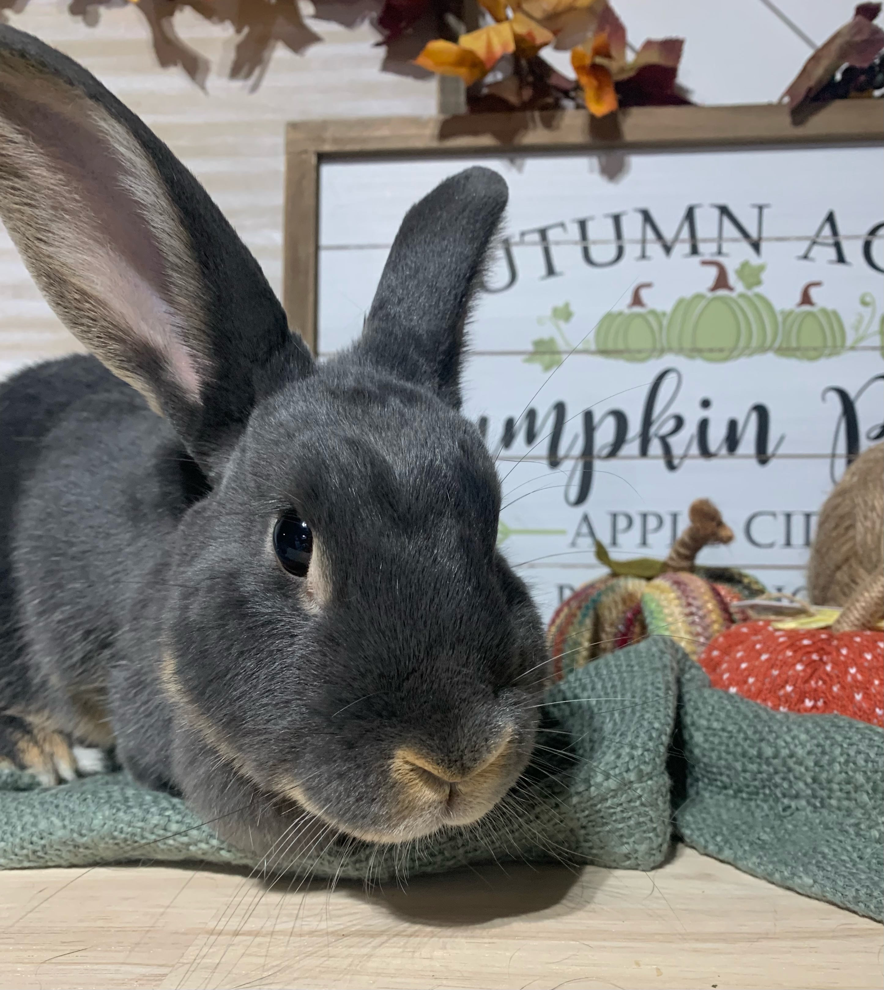 Harriet: featured adoptable!!