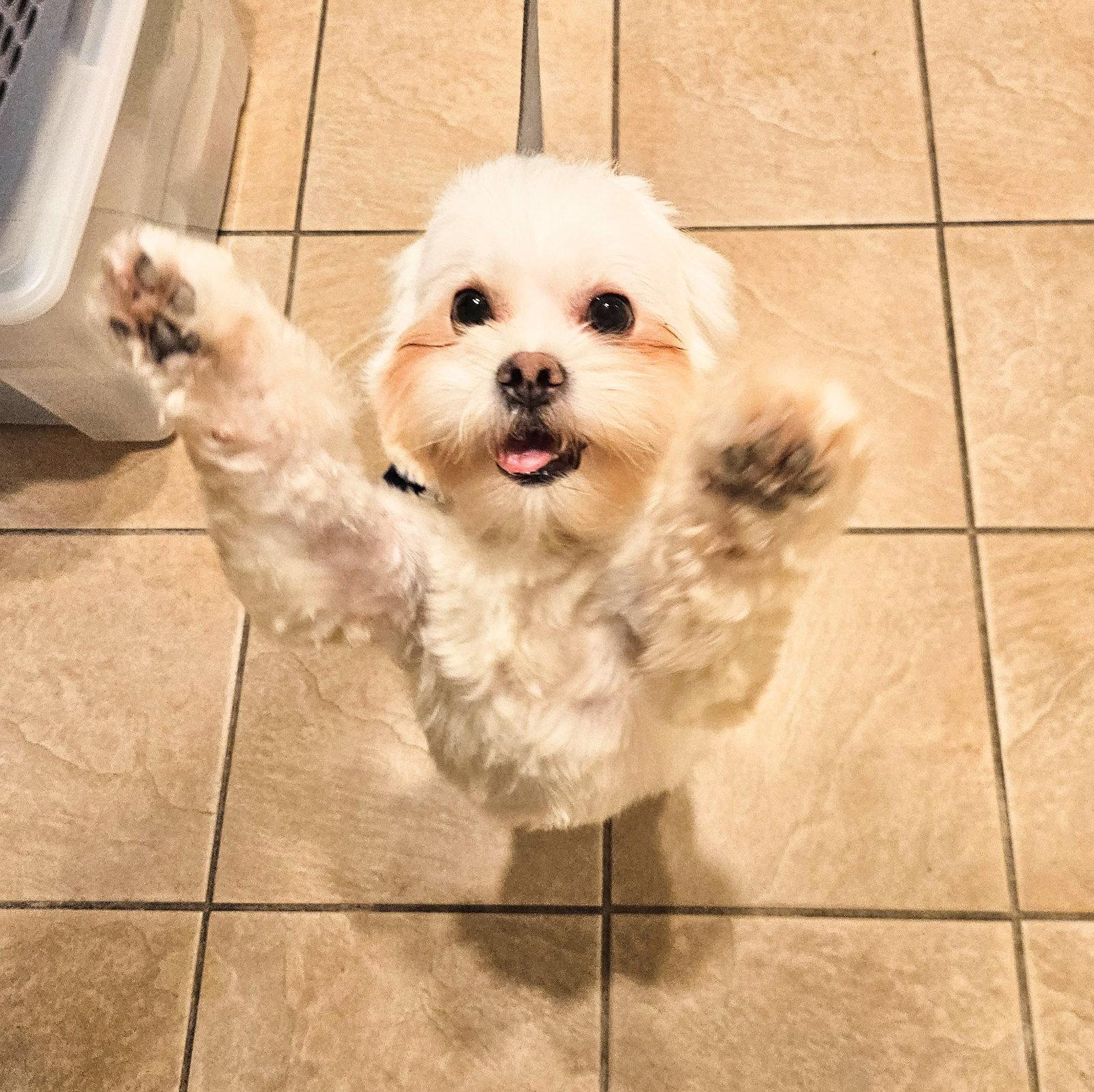 Millie Potato, Adopted, Adult Female Shih Tzu.