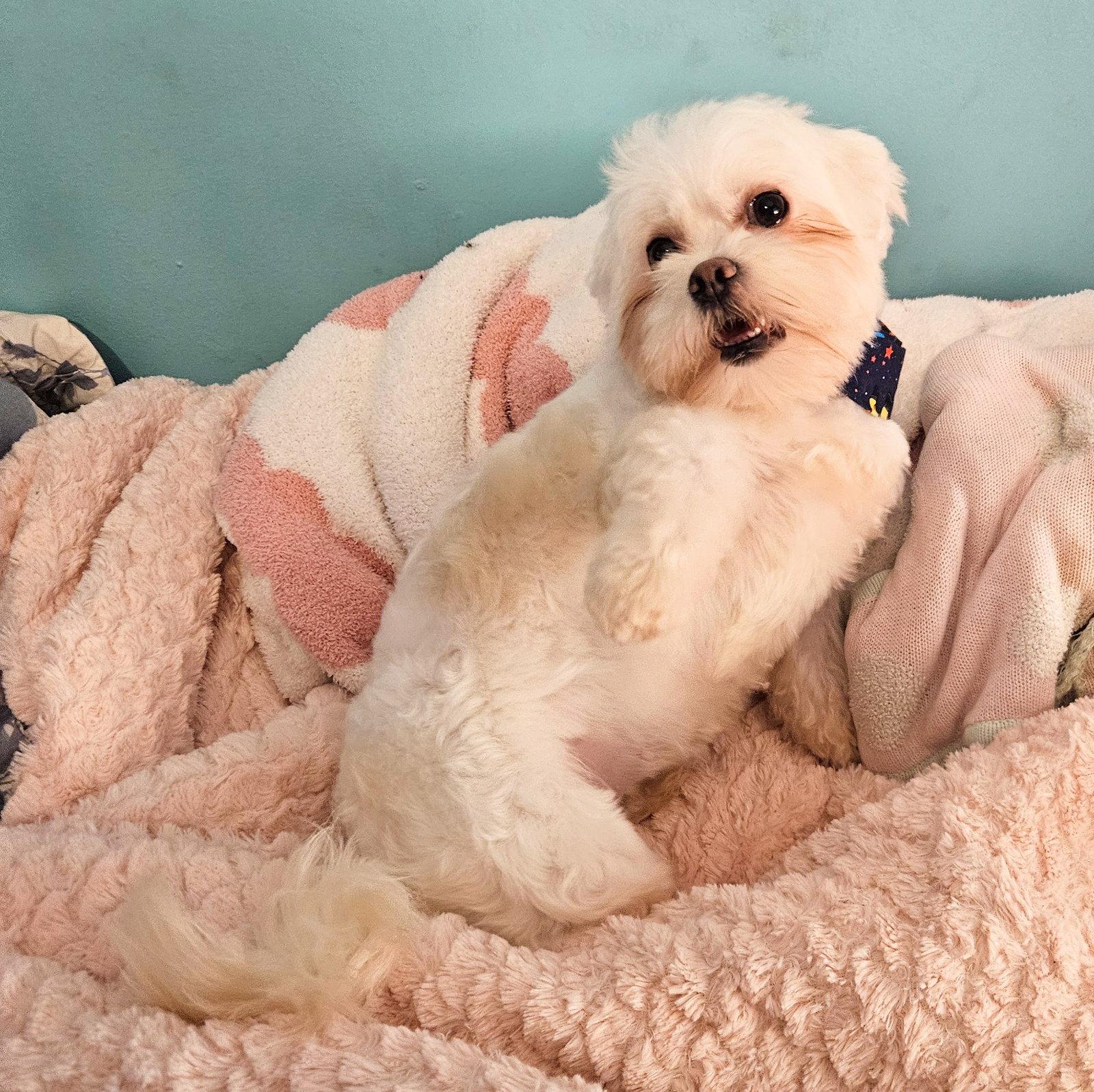 Enlarge Millie Potato, a Adopted Shih Tzu in Tampa, FL image 2/2