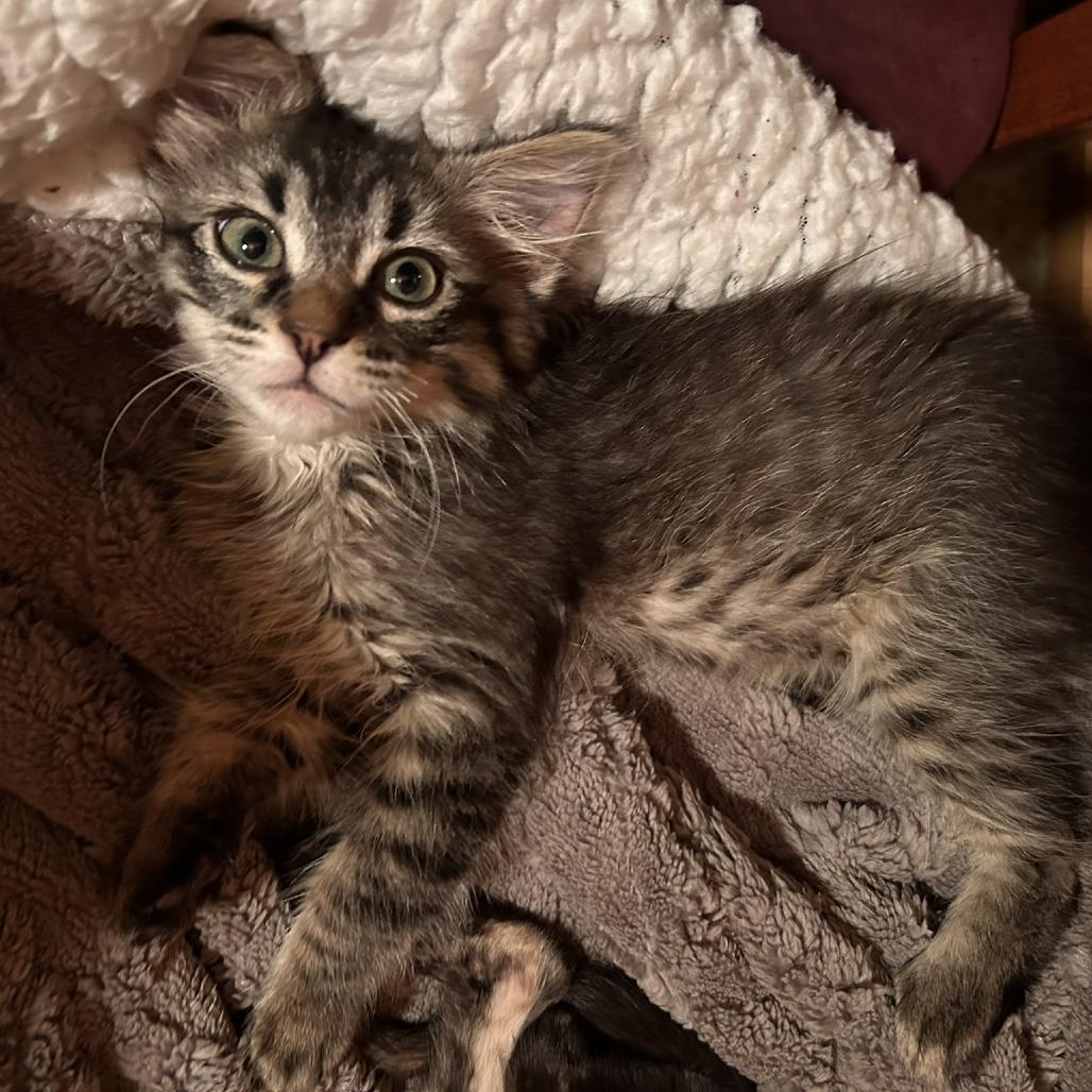 Gordo, Adoptable, Kitten Male Domestic Long Hair.