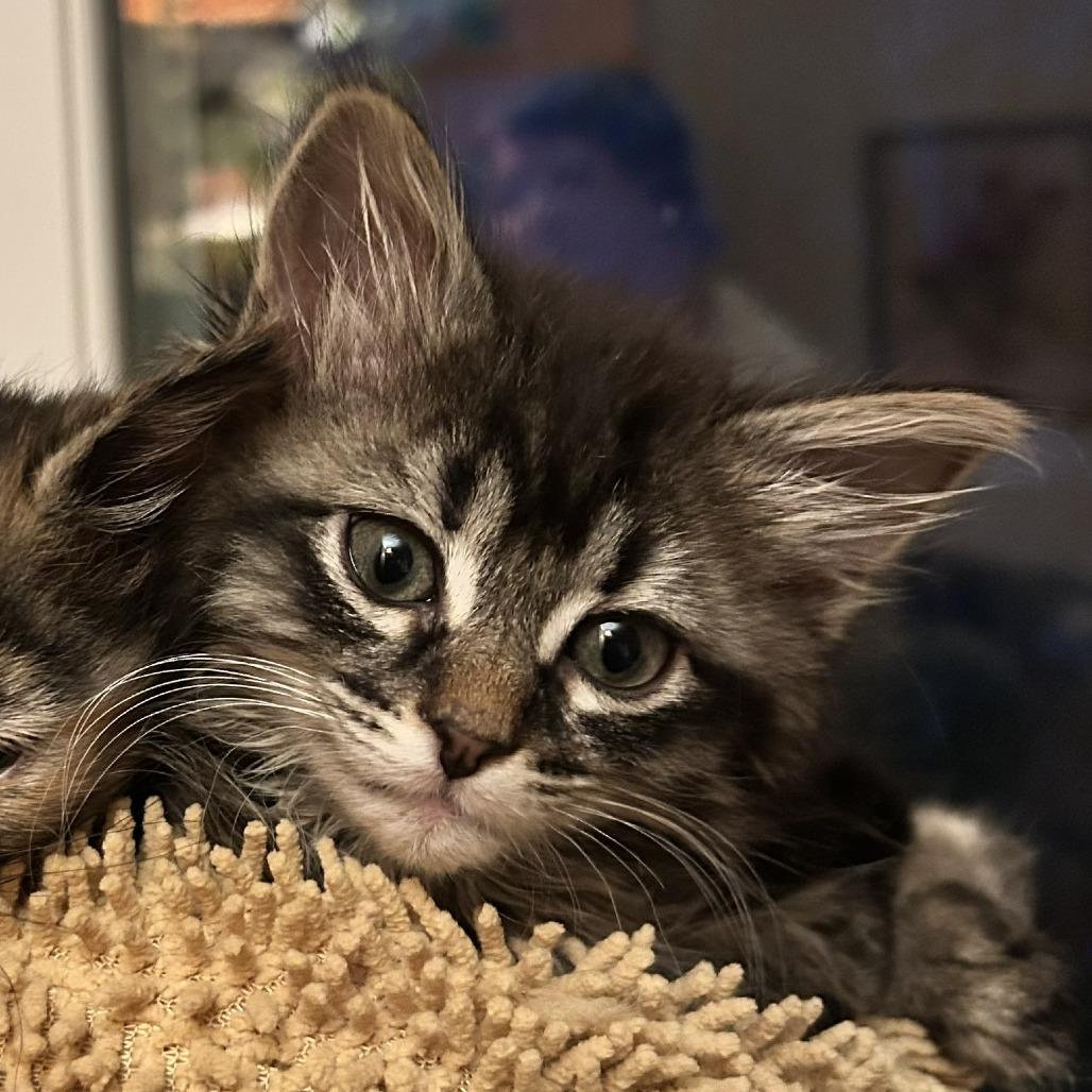 Enlarge Gordo, a Adoptable Domestic Long Hair in St. Paul, MN image 2/4