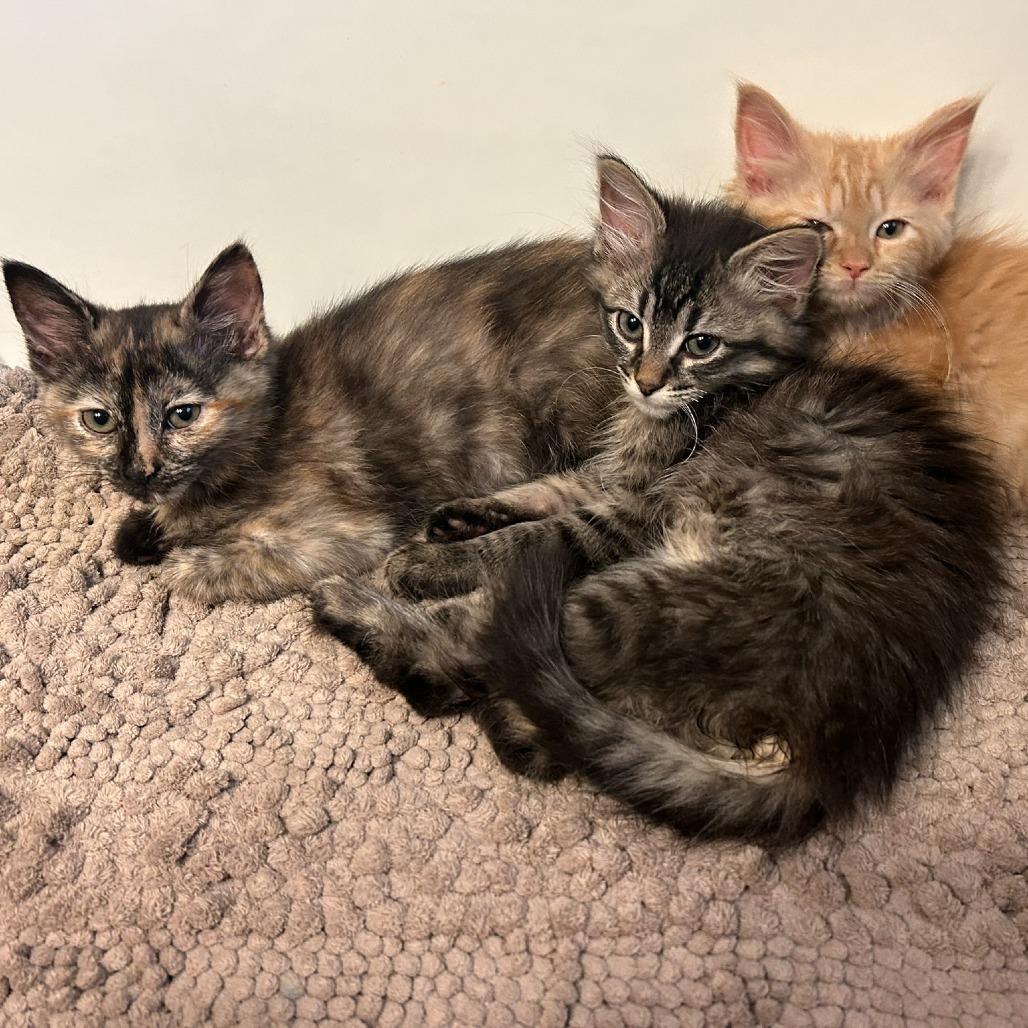 Enlarge Gordo, a Adoptable Domestic Long Hair in St. Paul, MN image 3/4