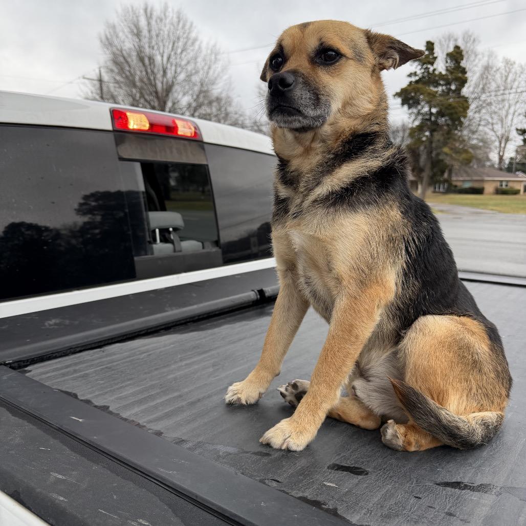 Enlarge Claw, a Adoptable mixed breed in Little Rock, AR image 1/4