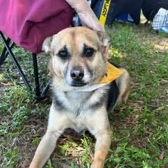 Claw, a Adoptable mixed breed in Little Rock, AR image 2/5
