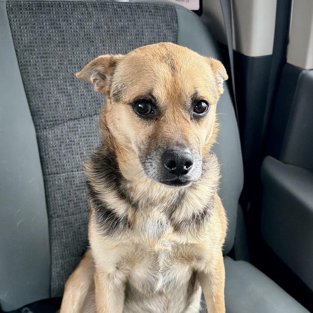 Enlarge Claw, a Adoptable mixed breed in Little Rock, AR image 2/4