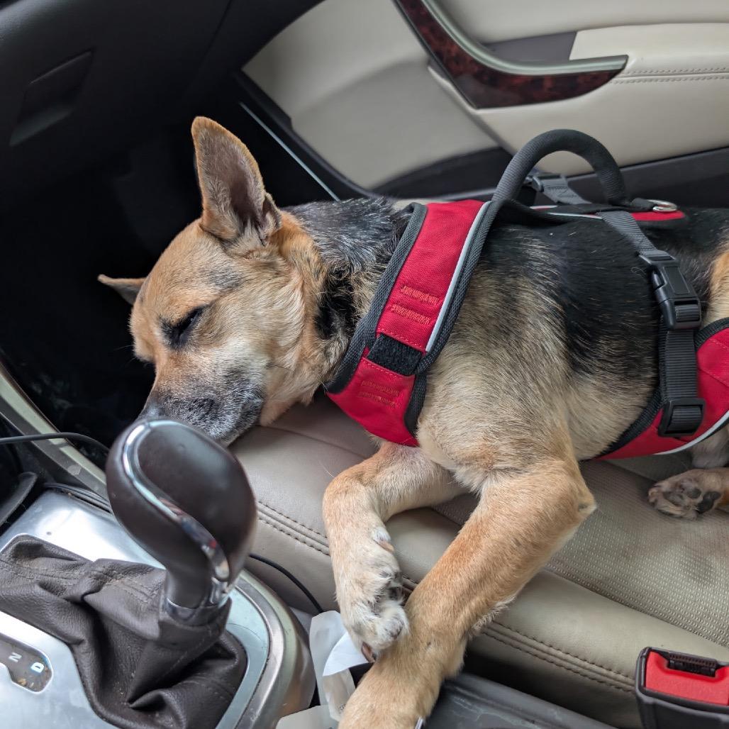 Enlarge Claw, a Adoptable mixed breed in Little Rock, AR image 3/4