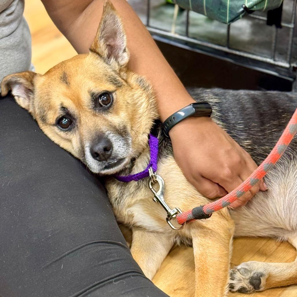 Enlarge Claw, a Adoptable mixed breed in Little Rock, AR image 4/4