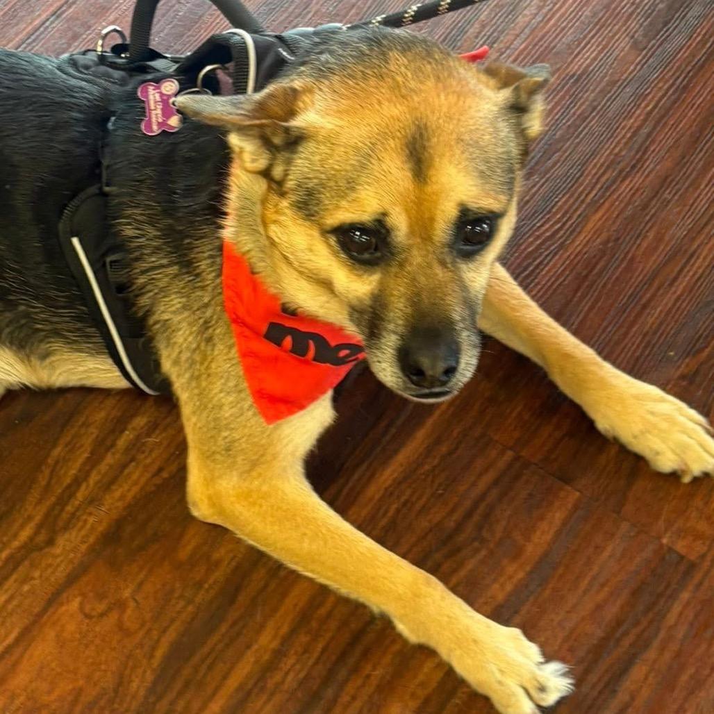 Enlarge Claw, a Adoptable mixed breed in Little Rock, AR image 6/6