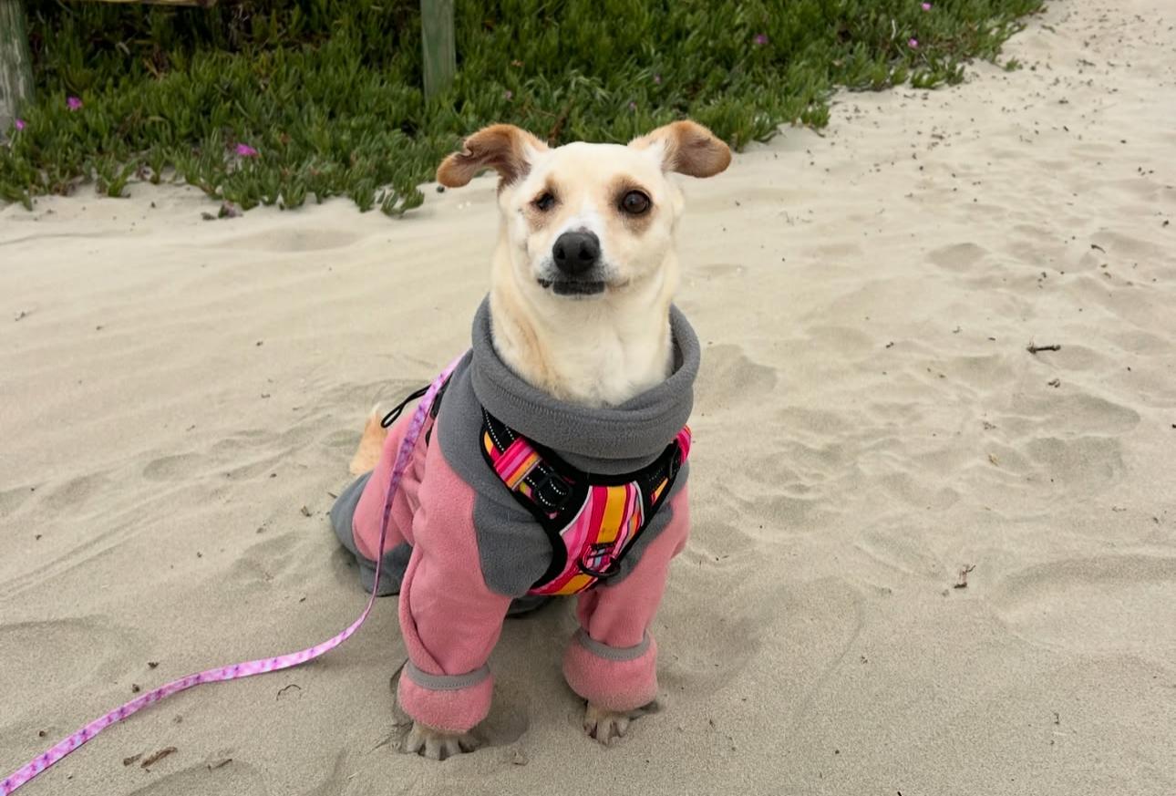 Rocky, Adult Female Chiweenie