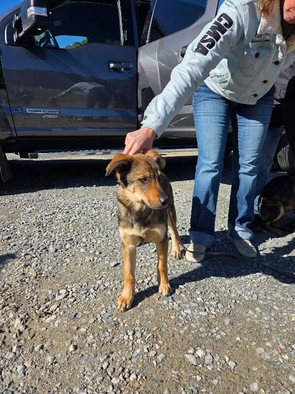 Enlarge River, a Adoptable mixed breed in Burgaw, NC image 1/1