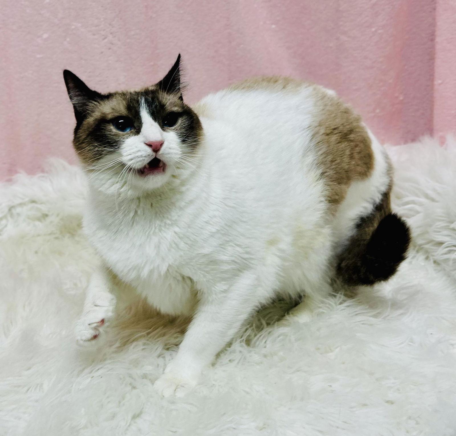 Zeppolle, Adoptable, Adult Female Domestic Short Hair & Siamese.