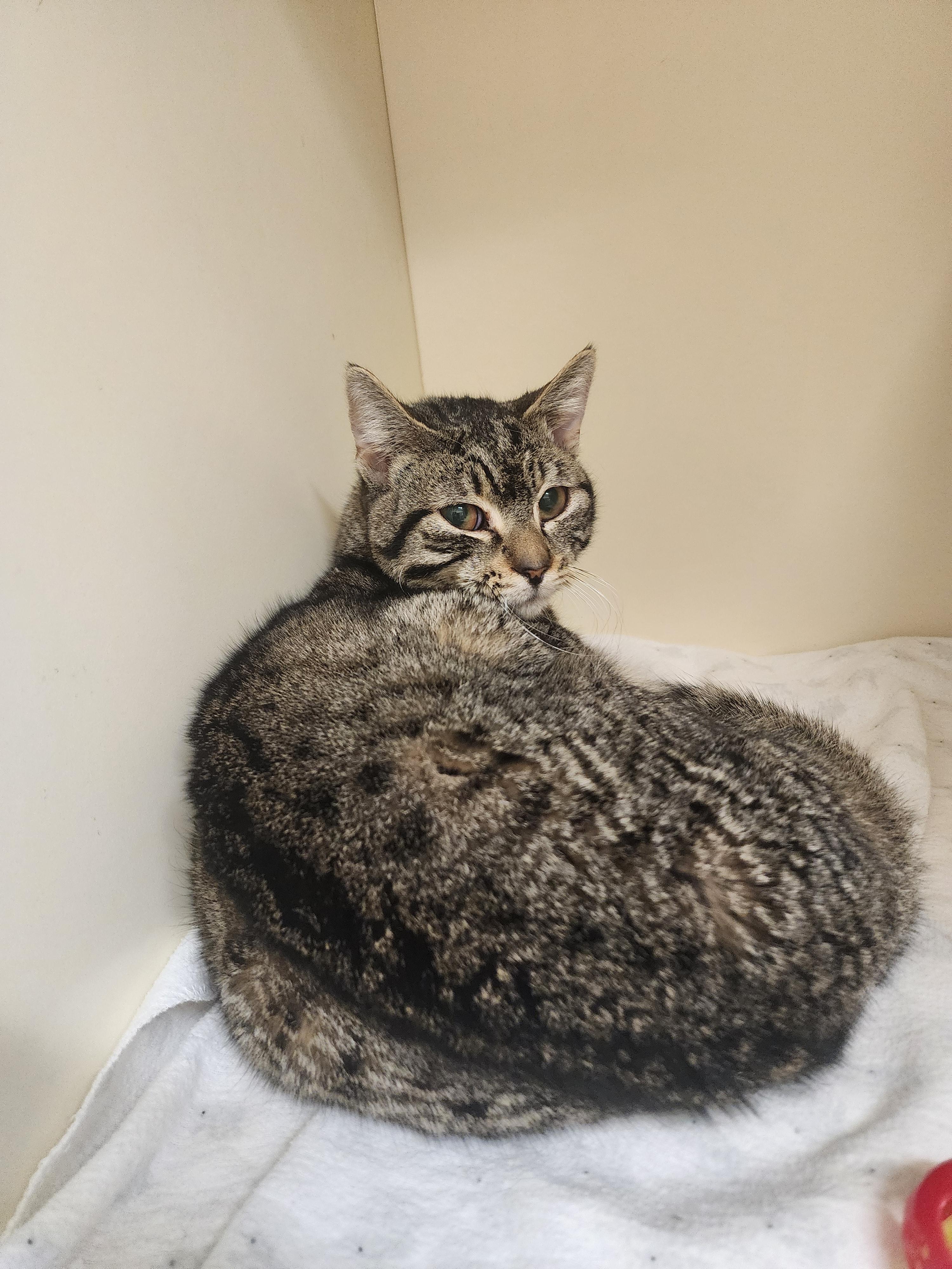 25-346, ADOPTABLE, Adult Female Domestic Short Hair.